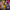 variant_pink