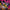 variant_pink